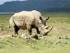 За носорозите екскрементите им са онова, което са социалните мрежи за
хората