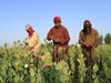 Селяните в Афганистан не се отказват от отглеждането на опиумен мак