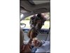 Жираф си провря главата в кола, за да открадне от жена сладолед (Видео)