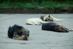 Жена от Калофер уби 2 кученца с тояга, глобиха я с 1000 лв.