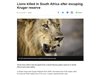 Убиха три лъва, избягали от национален парк в Южна Африка