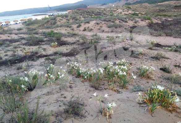 "Гледки за споделяне" - Защитените пясъчни лилии в Аркутино - конкурс на "24 часа"