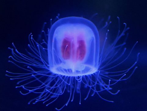Безсмъртната медуза - ключ към вечната младост
