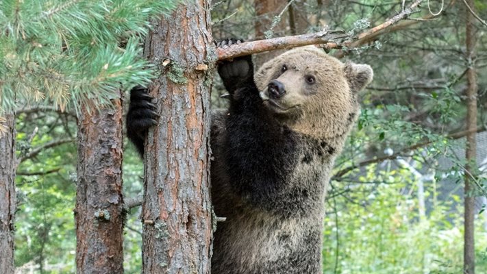 Мечокът Рику заспа зимен сън
Снимка: Фейсбук / ПАРК ЗА МЕЧКИ Белица