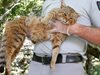 Мистериозната раирана котка-лисица бе обявена за уникален животински вид