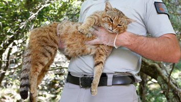 Мистериозната раирана котка-лисица бе обявена за уникален животински вид