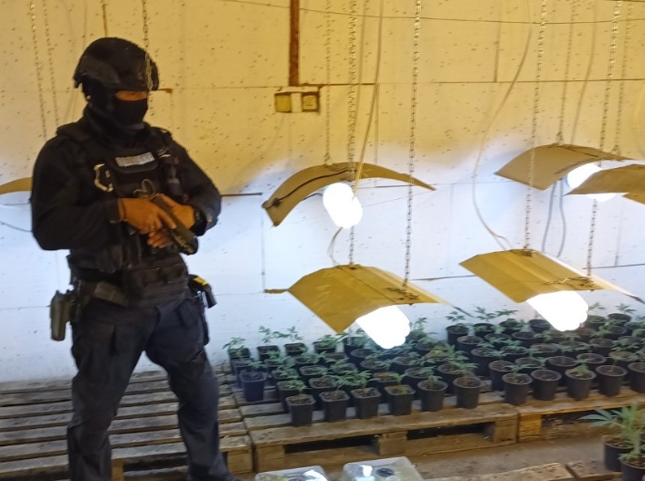 Разкриха наркооранжерия край Радомир, иззети са 370 растения (Снимки)