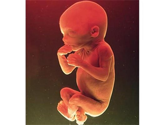 Така изглежда 5-месечен ембрион.