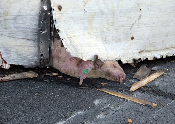 Изпод брезента на карусерията на обърнатия камион се виждаше само едно от загиналите при катастрофата прасета.