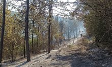 Разследват пожар, унищожил 3 дка борова гора край Сухиндол