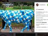 Закриха профил hristo8oficial в инстаграм заради снимка на синя крава