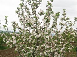 Заради топлия февруари овошките в Пловдивско вече цъфтят.