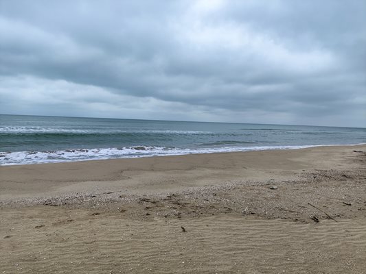 Екологичната катастрофа в Черно море е пълна! Изплуват умрели делфини