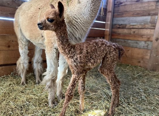 Новородената алпака все още няма име СНИМКА: Фейсбук/Зоопарк Бургас / ZOO Burgas-различният зоопарк