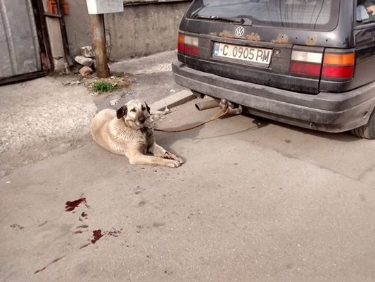 Кучето е вързано с въже за теглича на фолксвагена