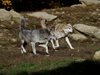 Глутница вълци в Румъния е заснета от камера за видеонаблюдение (Видео)
