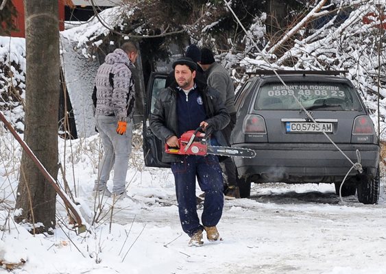 Режaт дървета в Лозенец