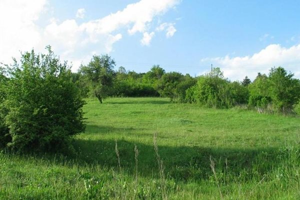 Мъж намери брат си мъртъв в гората