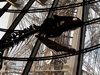 В Париж продадоха скелет на динозавър за 2 млн. евро (Снимки)