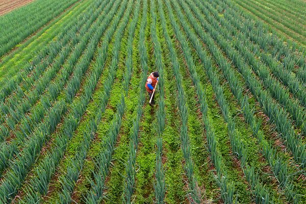 Китайски учени предложиха модел за въглеродно неутрално производство на зърнени храни