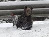 Заснеха две мечки по пътя край Пампорово (Видео, снимки)