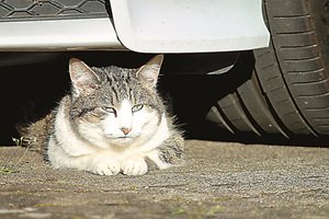 Как да предпазим котките, които се крият в колата?