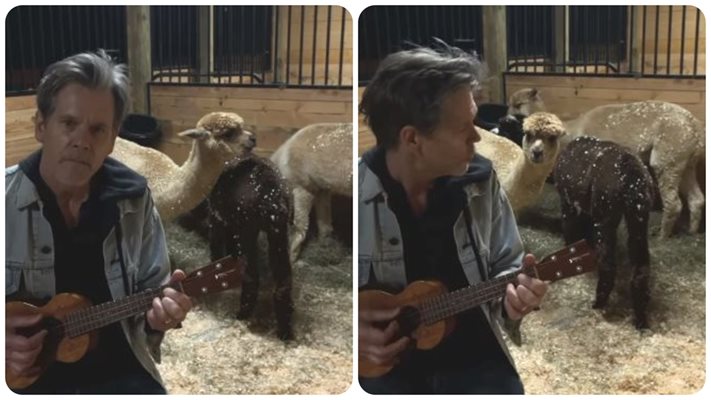 (Видео) Кевин Бейкън свири на животни в обор