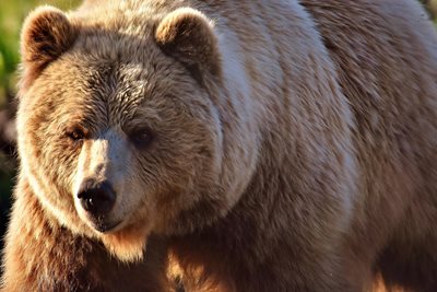 Три мечки, отраснали в Гърция, ще бъдат върнати в естествената им среда в България