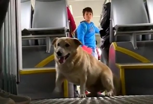 Кучето Корки СНИМКА: Нова телевизия