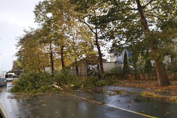 Централни улици в Бургас бяха осеяни с паднали дървета, прекършени от урагана.