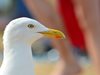 Агресивна чайка затвори магазин за хранителни стоки в Англия