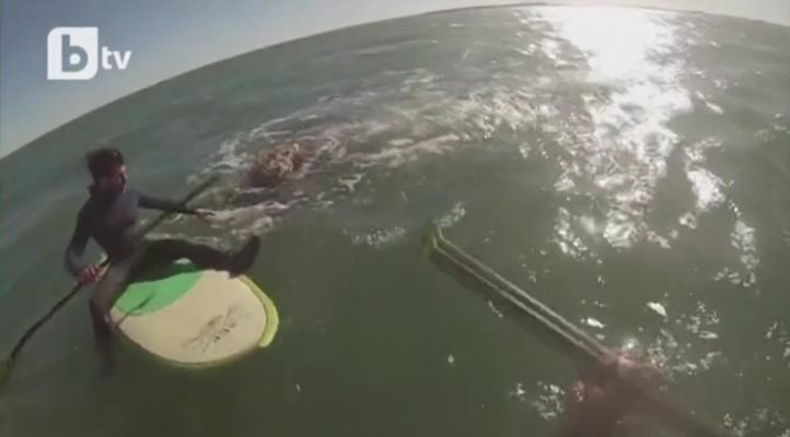 Кит изненада двама сърфисти и плува с тях (ВИДЕО)