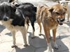 Девет кучета нападнаха деца на път за училище във Видин, двама мъже ги спасиха