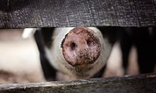 Потвърдено: Първи случай на африканска чума по свинете в България