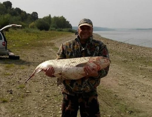 Бял амур гигант измъкнат от Дунав