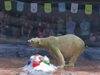 Ледени деликатеси за 26-ия рожден ден на полярна мечка (видео)
