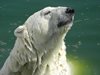 Туристически гид отнесе солена глоба за смущаване на бяла мечка