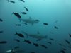 Учени: Редица видове акули и други морски хищници са на границата на изчезването
