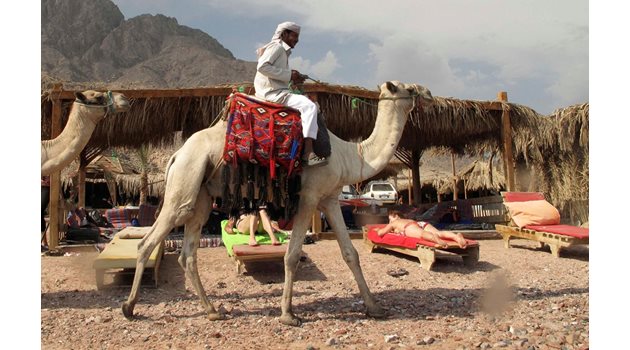Египетският курорт Дахаб предлага не само отлични условия за гмуркане, но и яздене на камили.