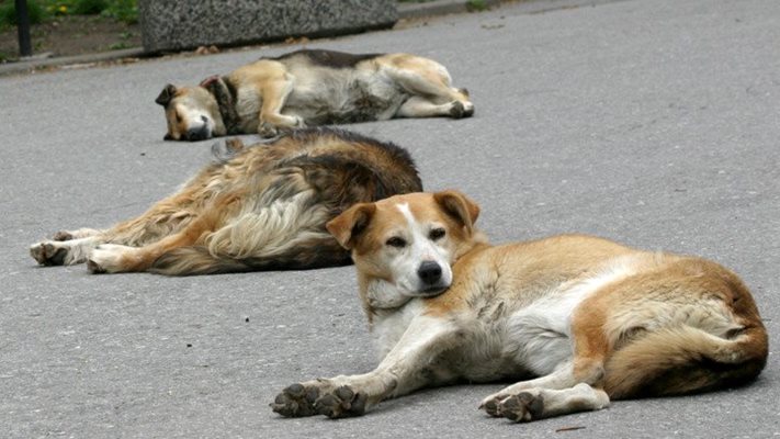 Бездомни кучета в Благоевград.