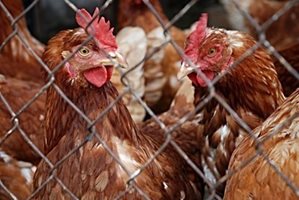 БАБХ обяви огнище на птичи грип в Хасковско
