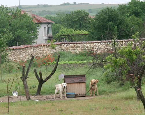 Имението разполага с 5-6 дка двор