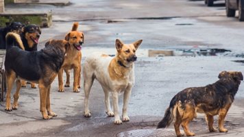 Защитници на животните се събират в Кричим, връчват петиция на кмета