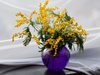 Сушата проваля 8-и март в Италия - не се продава традиционното цвете за празника