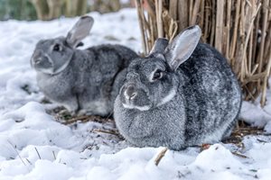 По какво и кога да изберете разплоден заек