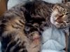 Мъж осакати 2-годишна котка в Бургас