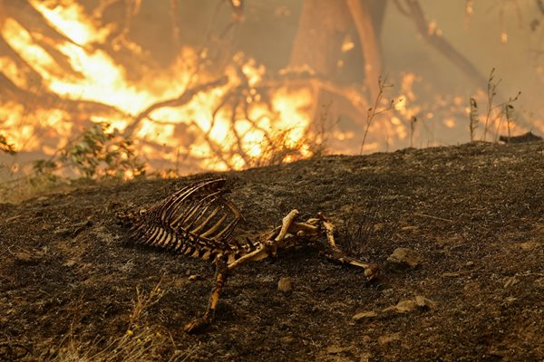 Останки на животно се виждат на фона на пожара Маккини, който гори в националния парк “Кламат”.