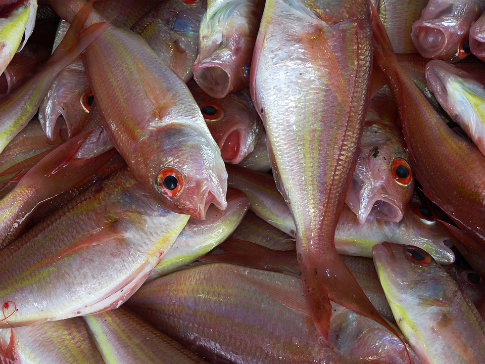 Рекордно количество мъртви риби намериха край езеро в Гърция