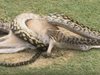Змия изяде кенгуру на голф игрище в Австралия (видео)