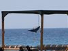 За първи път син кит се появи в Червено море (Снимки)